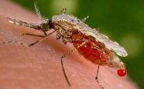 被蚊子叮咬后噴花露水好嗎？蚊子叮咬后怎么止癢