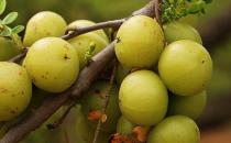 女性抗衰老應該吃什么？