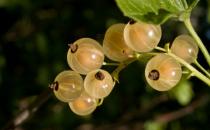 女性吃什么能減少心臟病發(fā)的風(fēng)險？