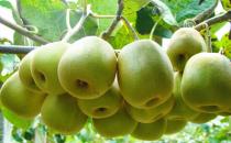 女性吃什么能預防乳腺癌？