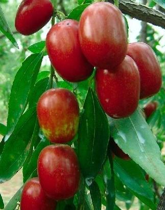 紅棗吃多了會(huì)怎么樣？紅棗吃多了好嗎