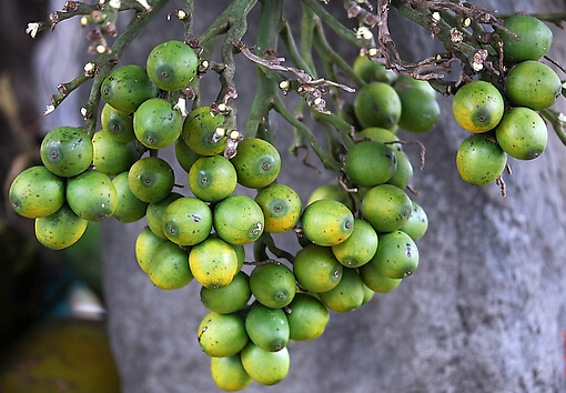 檳榔可驅(qū)蟲(chóng)-檳榔的功效與作用