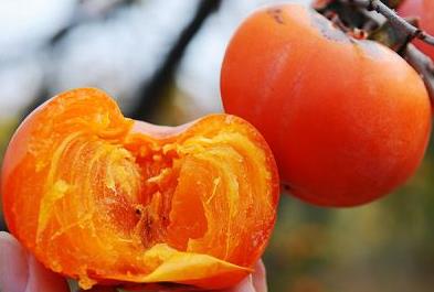 怎么吃柿子不沾手？巧吃柿子不沾手的方法