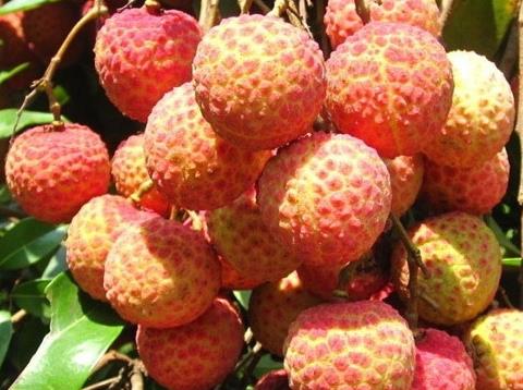 荔枝吃多了會怎么樣？荔枝每天吃多少合適