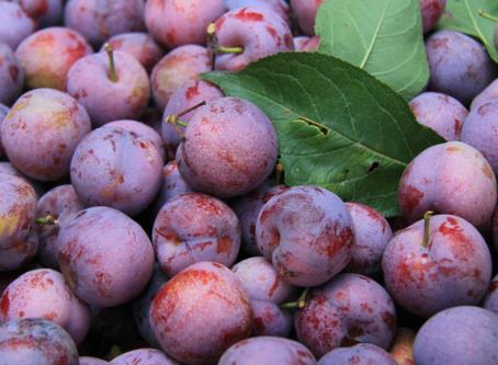 為什么說“桃養人，杏傷人，李子樹下埋死人”？