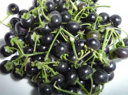 孕婦能吃龍葵嗎?孕婦吃龍葵的食用禁忌