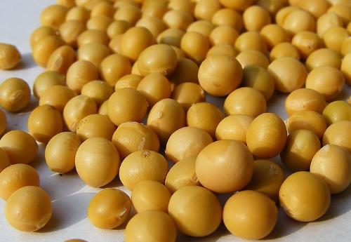 如何挑選黃豆？吃黃豆的食用禁忌