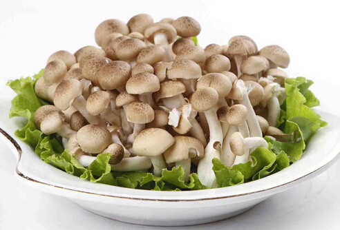 吃蟹味菇要注意什么？蟹味菇的儲存方法