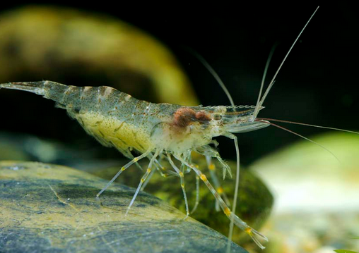 食用秀麗白蝦的注意事項-秀麗白蝦的營養(yǎng)價值