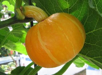 南瓜的營養(yǎng)價(jià)值