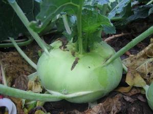 蔓菁的營養(yǎng)價值