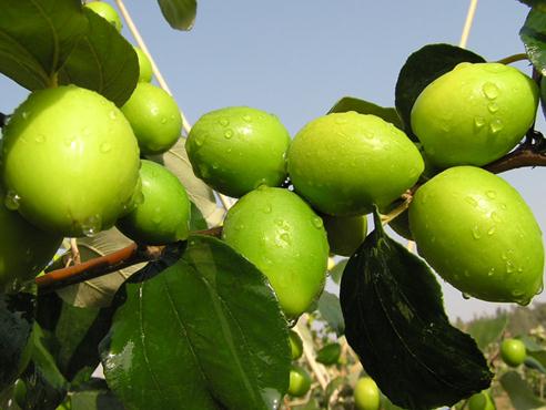 青棗的營(yíng)養(yǎng)價(jià)值-青棗的功效