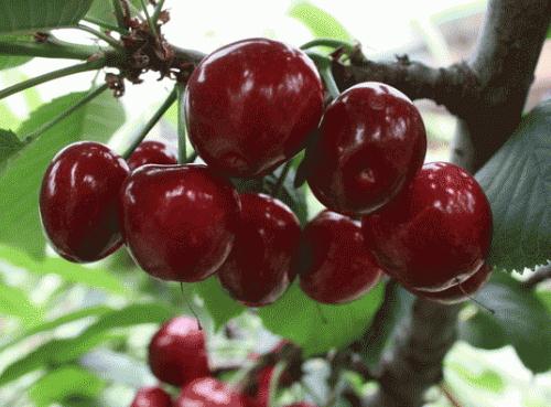 車?yán)遄拥臓I(yíng)養(yǎng)價(jià)值-車?yán)遄拥墓πc作用