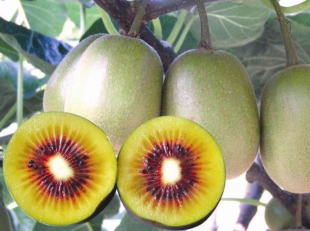 獼猴桃怎么吃？吃獼猴桃的注意事項(xiàng)