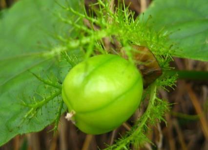 龍珠果怎么吃？吃龍珠果的注意事項