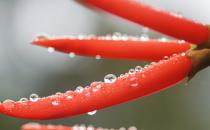 孕婦吃薏苡仁會落胎？孕婦飲食問題