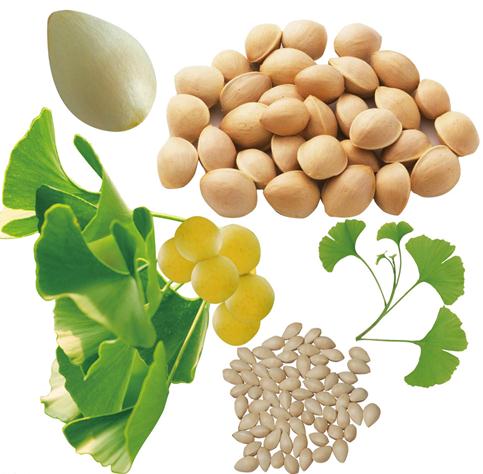 銀杏果的功效與作用-銀杏果的藥用價(jià)值