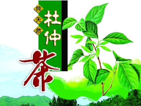 杜仲茶的營(yíng)養(yǎng)價(jià)值-杜仲茶的作用與功效-杜仲茶的沖泡方法