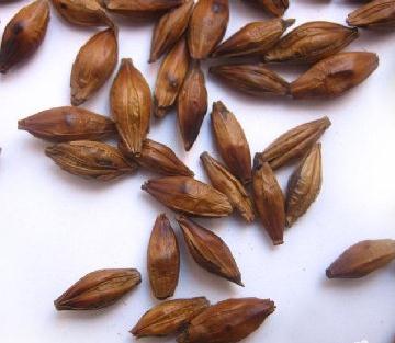 經(jīng)期可以喝大麥茶嗎？經(jīng)期能不能喝大麥茶