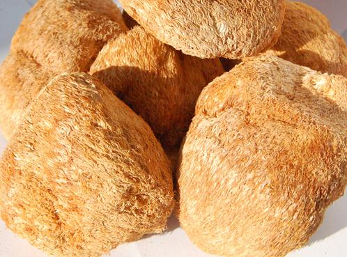 猴頭菇的功效與作用-猴頭菇的營養(yǎng)價值