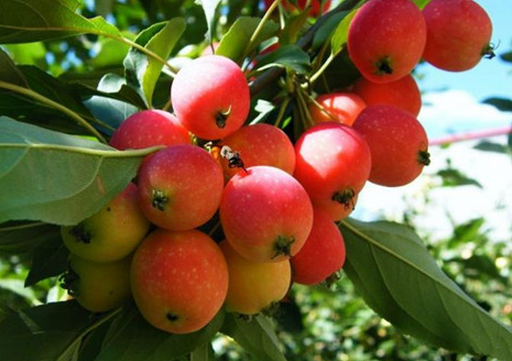 食用海棠果的注意事項(xiàng)-海棠果的功效與作用