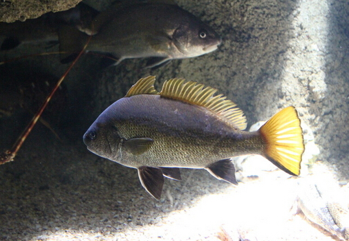 魚(yú)的營(yíng)養(yǎng)和功效-魚(yú)的適用人群