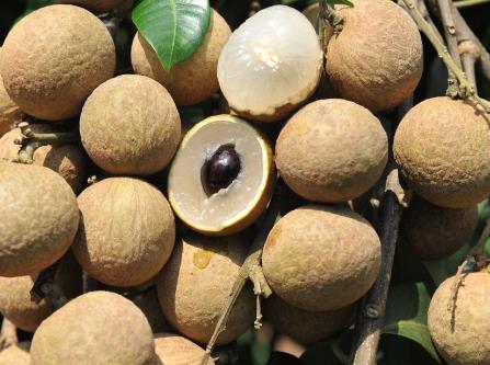 龍眼吃多了會怎么樣？龍眼與桂圓的區別