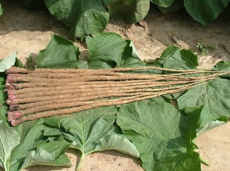 吃牛蒡好嗎？牛蒡的營(yíng)養(yǎng)價(jià)值、功效與作用