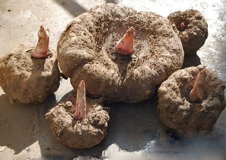 魔芋的營養(yǎng)價值-魔芋的功效與作用