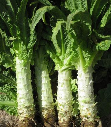 萵筍的營(yíng)養(yǎng)價(jià)值-萵筍的功效與作用