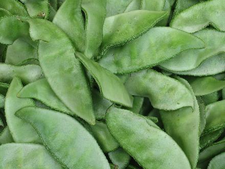 吃扁豆好嗎?扁豆的營養(yǎng)價值-扁豆的功效與作用