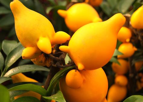 黃金果的營養(yǎng)價值-黃金果的功效與作用