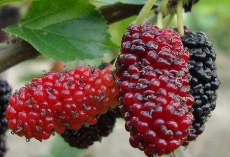 桑葚的營(yíng)養(yǎng)價(jià)值、功效與作用及食用禁忌