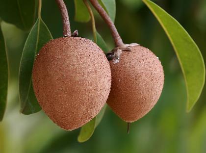 人心果怎么吃？人心果的功效與作用營養(yǎng)成分