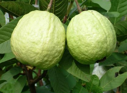 吃番石榴有什么好處？番石榴的功效與作用