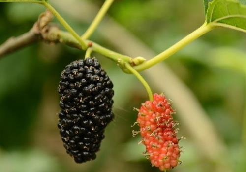 補(bǔ)腎的食物有哪些？女人日常必備四種養(yǎng)腎水果