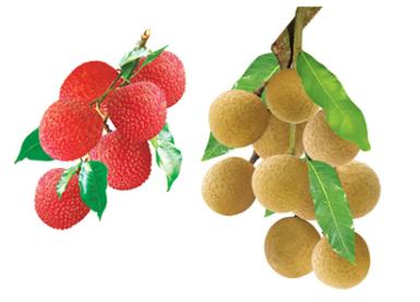 怎樣挑選荔枝和龍眼？荔枝和龍眼選購方法