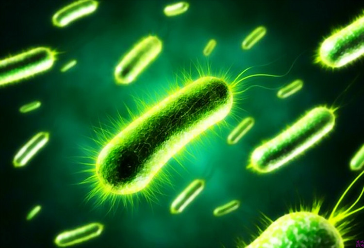 日常生活中，哪些食物含有益生菌？