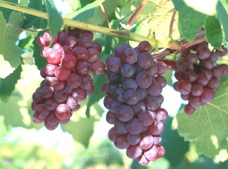 如何挑選葡萄？什么樣的葡萄最甜