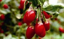 枸杞16種祛病養生功效