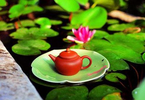 怎么喝荷葉茶才能健康減肥？