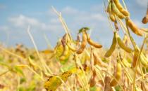 怎么吃黃豆能夠減肥？黃豆減肥法