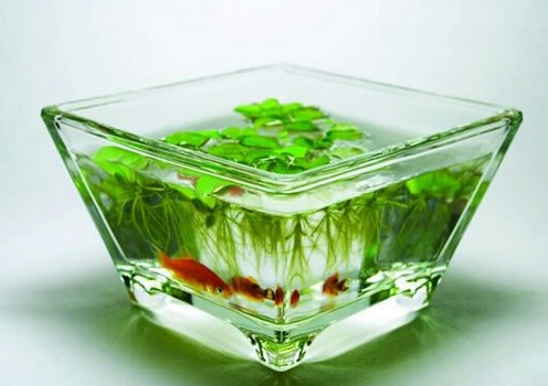 風(fēng)水魚有哪些？風(fēng)水魚缸擺放位置