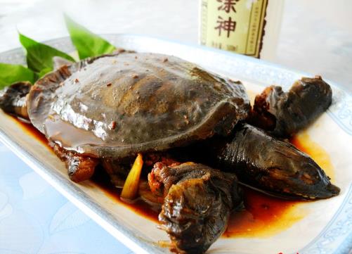 甲魚怎么做好吃？甲魚的做法與技巧