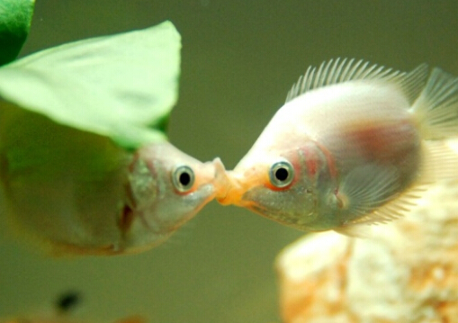接吻魚的風(fēng)水學(xué)應(yīng)用-接吻魚的品種介紹