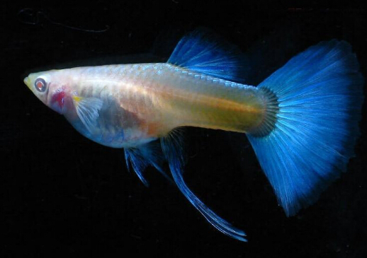 孔雀魚的風水學應用-孔雀魚的品種介紹