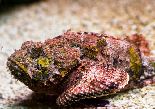 石頭魚的風水學應用-石頭魚的魚缸擺放位置