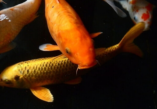 錦鯉魚的品種-錦鯉魚的養(yǎng)護