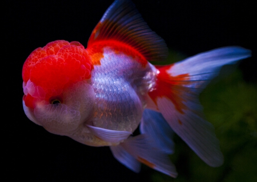 金魚吃什么？金魚吃多了怎么辦？