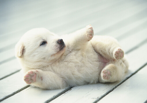 小狗咳嗽怎么回事？小狗發(fā)燒的癥狀